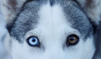 Primer plano de un husky que participa en una entrenamiento de una carrera de trineos disputada en Feshiebridge (Escocia).