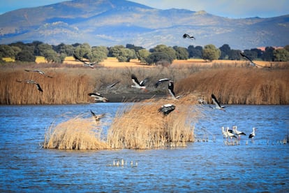 Un grupo de cigüeñas en una de los espacios inundados del parque nacional con una dehesa al fondo. Gracias al periodo húmedo excepcional que vivió el espacio protegido entre diciembre de 2009 y 2013, regresaron a la zona en 2010 unas 23.000 aves, aunque problemas de contaminación urbana y agrícola posteriores llevaron a un importante descenso de la avifauna