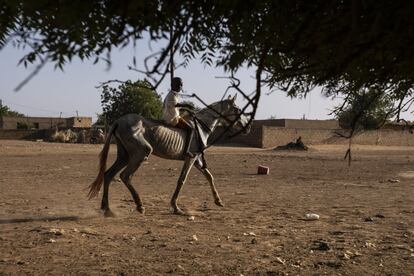 En esta región se encuentra Aly Oury, un pequeño pueblo de 5.000 habitantes que se asoma al río Senegal. El municipio tiene dos colegios, pero el instituto más cercano está a unos cuatro kilómetros, en Nguidjilone. En la imagen, un niño cabalga por el pueblo de Aly Oury, en el norte de Senegal.