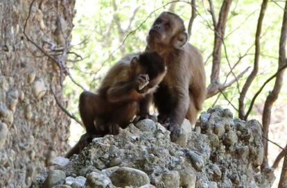 Dois dos macacos da Serra da Capivara no lugar onde quebram as pedras