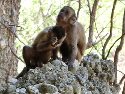 Dois dos macacos da Serra da Capivara no lugar onde quebram as pedras