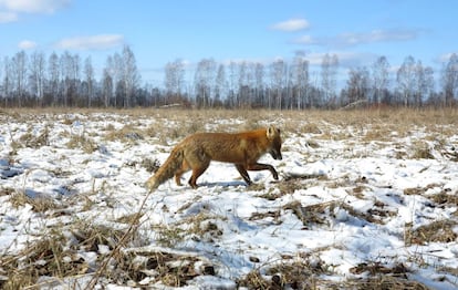 Uma raposa caminha por um cambo abandonado próximo ao povoado abandonado de Babchin (Belarus).