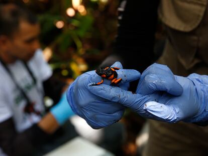 ACOMPAÑA CRÓNICA: COLOMBIA NATURALEZA - AME6020. DAGUA (COLOMBIA), 11/06/2022.- Científicos preparan una rana Oophaga lehmanni para ser liberada en el Pacífico colombiano, el 9 de junio de 2022, en Dagua, departamento del Valle del Cauca (Colombia). La ranita venenosa "Oophaga lehmanni", una especie endémica del Pacífico colombiano, ha pagado por el pecado de su belleza con su casi extinción como especie debido al tráfico de fauna ilegal, un crimen ecológico del que empieza a recuperarse. Esto porque por primera vez se ha logrado su reproducción y casi una treintena de ejemplares fueron liberados para repoblar su hábitat en el departamento colombiano del Valle del Cauca. EFE/ Ernesto Guzmán Jr.
