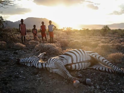 Niños masai junto a una cebra que, según los residentes, murió por la sequía cerca del pueblo de Ilangeruani, al suroeste de Kenia, el miércoles.