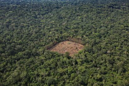Vista aérea de un sembradío de cocaína en la selva colombiana.