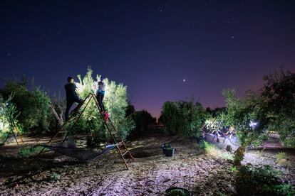 El 'Verdeo' se hace los últimos años de forma nocturana para evitar las horas más calurosas debido al cambio climático.