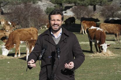 El presidente del PP, Pablo Casado, durante su visita a una explotación ganadera extensiva de vacuno, el pasado 14 de enero, en Las Navas del Marqués, Ávila.