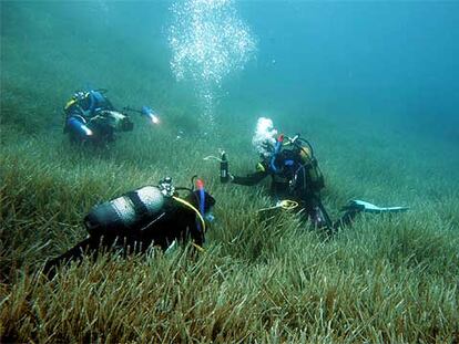 Los investigadores toman muestras para estudiar la regresión de las praderas de posidonia en el Mediterráneo.