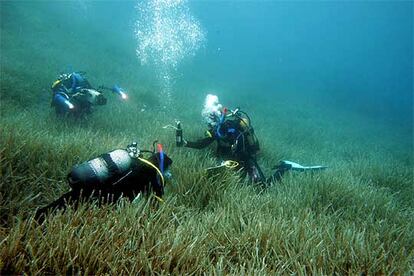 Los investigadores toman muestras para estudiar la regresión de las praderas de posidonia en el Mediterráneo.