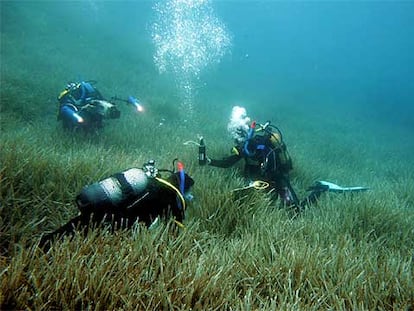 Los investigadores toman muestras para estudiar la regresión de las praderas de posidonia en el Mediterráneo.