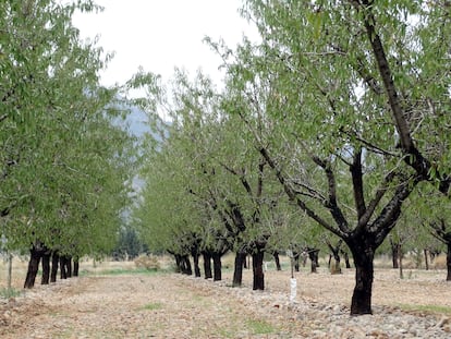 Los cuatro ganadores de las protestas de los agricultores