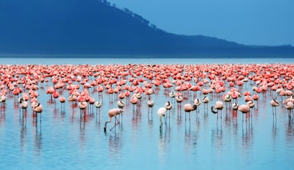 El parque nacional del lago Nakuru.