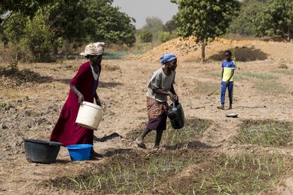 En Oudoucar, región de Sedhiou, dos mujeres trabajan en la finca propiedad de Alimatou Sylla Diop, que ya cuenta con el pozo, los paneles solares y un estanque para la piscicultura. “Aquí trabajamos todo lo que se pueda meter en la olla, desde pimientos hasta zanahorias y tomates”, explica esta emigrante en Francia ahora retornada a su país. “Mi padre siempre me decía que hay que volver a la tierra y yo siempre la eché de menos. Ahora que las cosas me están yendo bien por aquí, mis hijos y mi marido también están pensando en venir”, dice con una sonrisa. En toda su explotación da trabajo a unas 25 mujeres.