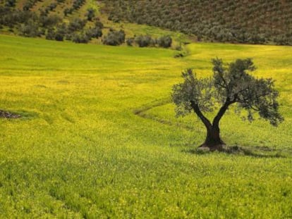 Plantaci&oacute;n propiedad de Deoleo en M&aacute;laga.