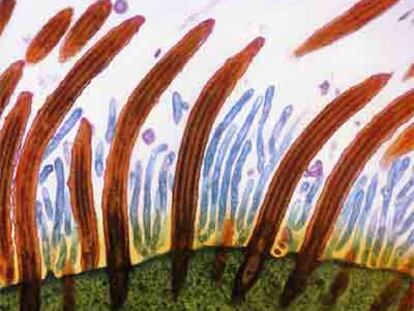 Fotografía de células de la tráquea, en la obra 'El interior del cuerpo' (Lumen).