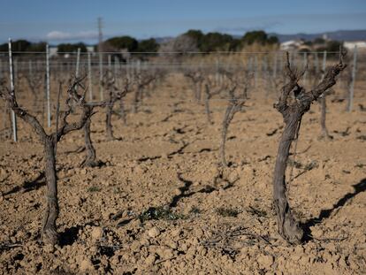 DVD1202 01/03/2024 - Barcelona - Reportaje sobre como la sequia está afectando a la producción de vino y cava en las viñas del Penedés. En la imagen las viñas de la empresa Miquel Pons en La Granada del Penedés ( Barceona). Foto: Massimiliano Minocri