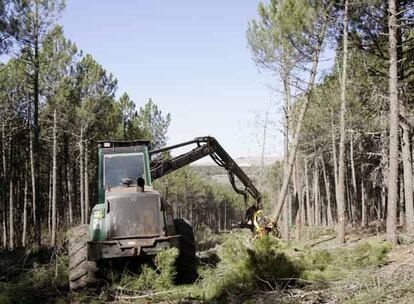 Tala de 2.243 pinos el 9 de octubre de 2006 en Las Navas del Marqués.