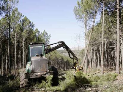Tala de 2.243 pinos el 9 de octubre de 2006 en Las Navas del Marqués.