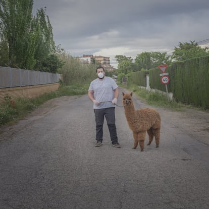 Durante a pandemia, cães, gatos e outros animais de estimação se apoderaram, junto com seus donos, das ruas desertas para dar seus passeios.