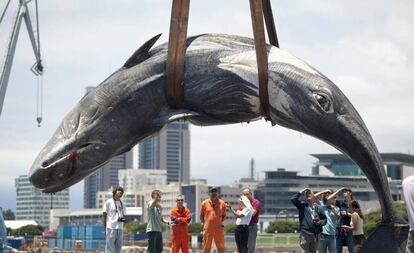 Un ejemplar de cachalote muerto, en 2014 en la bahía de Santa Cruz de Tenerife.
 