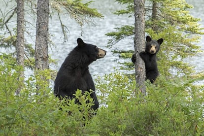 Un oso negro adulto vigila a su cachorro en el Parque Nacional La Mauricie, en la provincia de Quebec, Canadá.