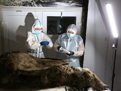 Scientists conduct an autopsy of a fossil brown bear with the geological age of 3,460 years, found in the permafrost of northern Yakutia by reindeer herders in 2020, in Yakutsk, Russia February 21, 2023.  REUTERS/Michil Yakovlev  NO RESALES. NO ARCHIVES.