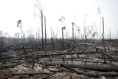 La selva amazónica alberga el 10% de todas las especies conocidas de animales y plantas y almacena 100.000 millones de toneladas de carbono, una cantidad 10 veces superior a la emitida cada año por el uso de combustibles fósiles, según los cálculos de la Universidad del Estado de Oregon (EE UU). Edwards advierte de que es una pescadilla que se muerde la cola. En la imagen, árboles calzinados de la selva amazónica en Porto Velho (Brazil), el 23 de agosto