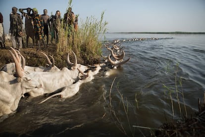 Un rebaño de vacas cruza el Nilo Blanco, Sudán del Sur.