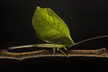 Saltamontes hoja (Cycloptera sp.). Napo, Ecuador