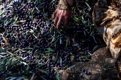 Pawc Fayza, an olive grower in Salfit.