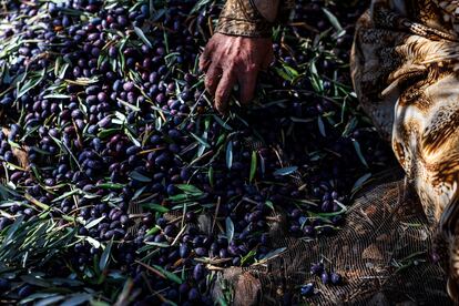 Pawc Fayza, an olive grower in Salfit.