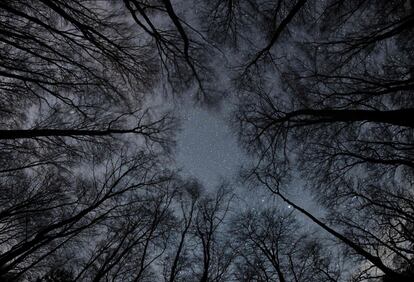 Vista del cielo estrellado en la noche sobre las copas de los árboles en un bosque de Frankfurt (Alemania).