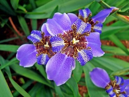 'Neomarica coerulea' es considerada una orquídea de pobre, por su patrón floral tan similar a estas otras plantas.