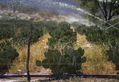 O pequeno agricultor do semiárido plantava pra comer. A mudança cultural para conviver com a estiagem os levou a plantar também para os animais. Espécies com pouca necessidade de água, como a palma, hoje são cultivadas para alimentar os bichos.