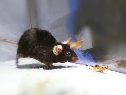 Los investigadores activaron y desactivaron el instinto cazador en ratones.