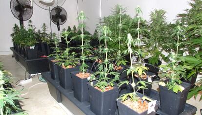 Plantas de marihuana incautadas por los Mossos d'Esquadra.