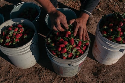 Cosecha de fresas en México