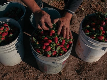Un trabajador coloca fresas en cubetas durante una cosecha en México, en enero de este año.