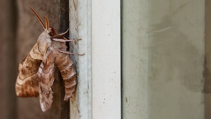 Una polilla colocada en una pared.