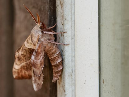 Una polilla colocada en una pared.