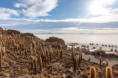 Los cactus del salar de Uyuni.