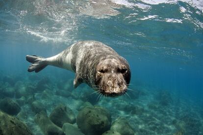 De la foca monje del Mediterráneo, antes común en costas de Baleares y Canarias, solo quedan dos colonias registradas: en Madeira, Portugal, y en Cabo Blanco, Mauritania.