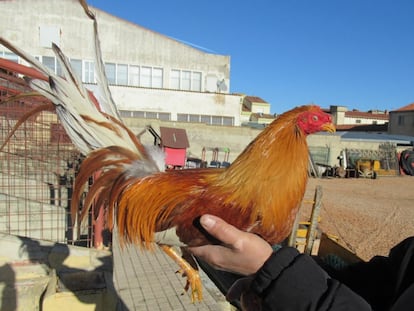 Imagen de uno de los gallos que habían sustraído a la familia.