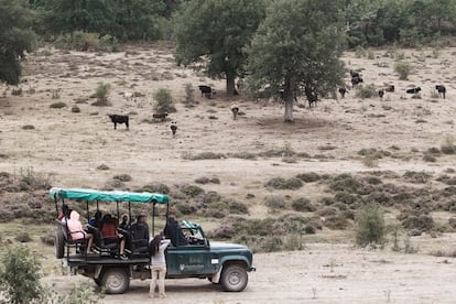 Reserva de animales de la asociación "Paleolítico Vivo", en la localidad burgalesa de Salgüero de Juarros. Las visistas se realizan en vehiculo tipo safari.