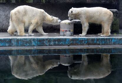 Dos osos polares disfrutan de un helado compuesto por frutas, verduras y pescado, un regalo que han recibido con motivo de la celebración del Carnaval de los Animales del zoo de Budapest (Hungría).