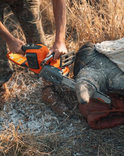 Marius cuts the rhino's horn with a saw.