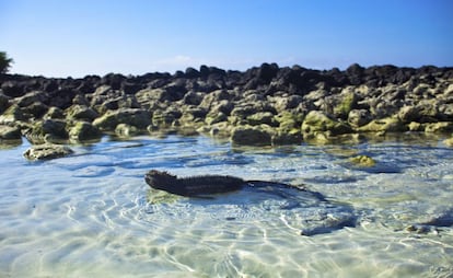 Una iguana marina en las islas Galápagos.