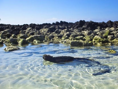 Una iguana marina en las islas Galápagos.