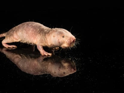 A naked mole-rat at the Rochester Aging Research Center in the United States.