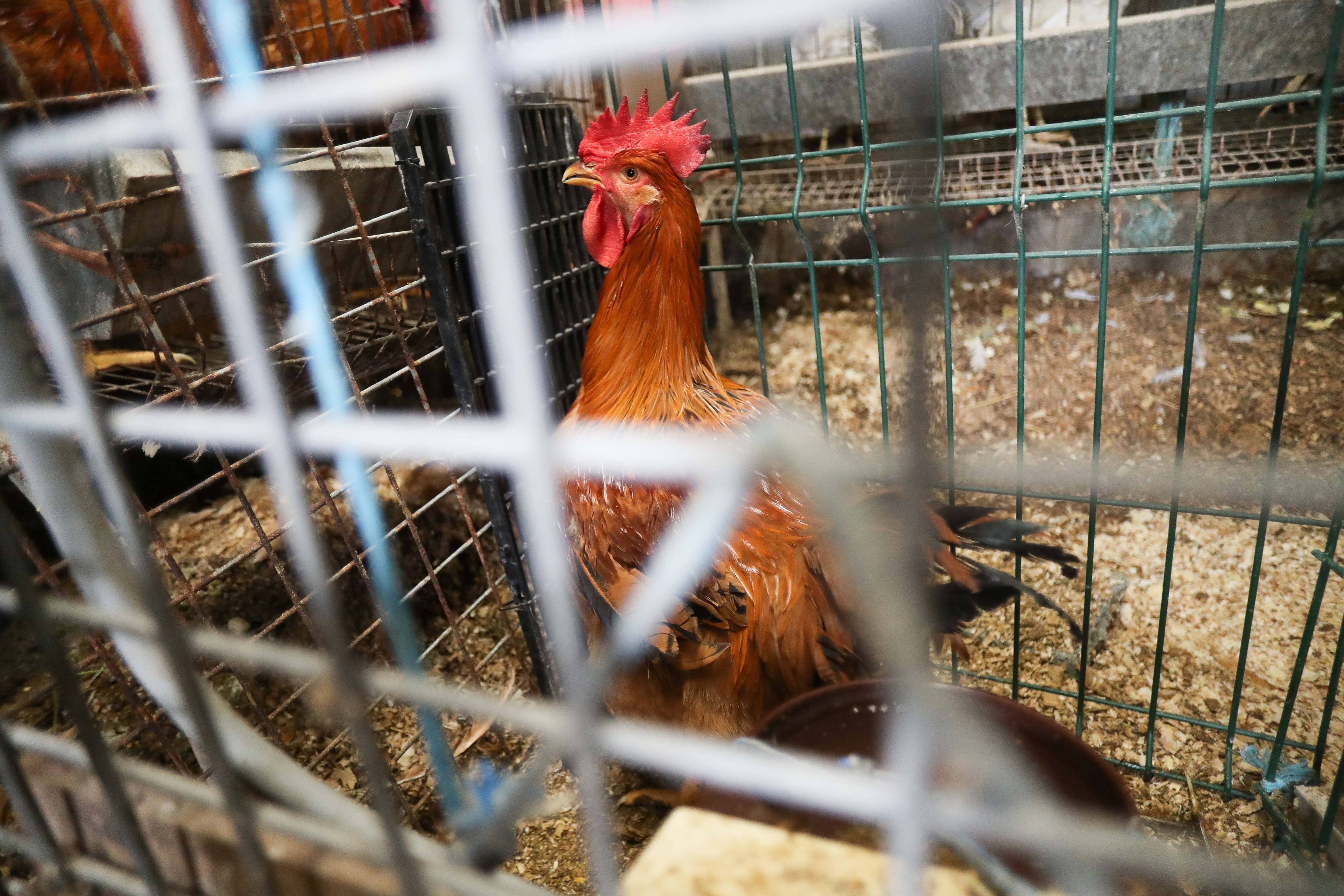 Animales condenados a vivir entre rejas